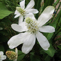 Buy Anemopsis californicum (Apache Beads) online UK