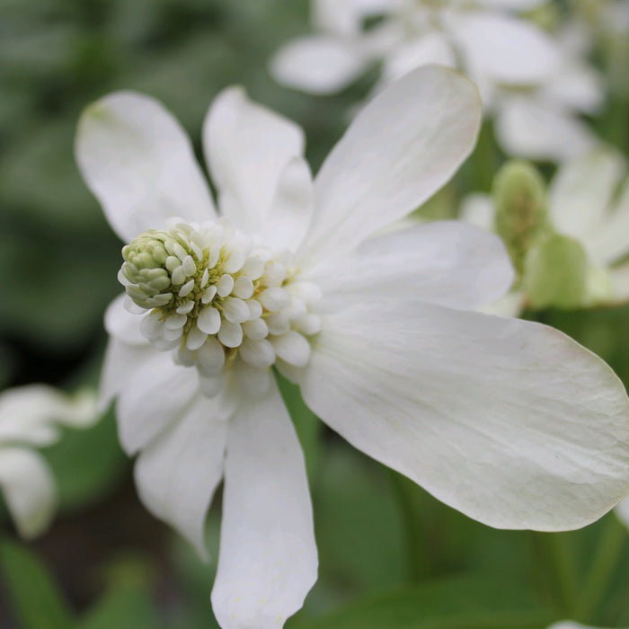 Buy Anemopsis californicum (Apache Beads) online UK
