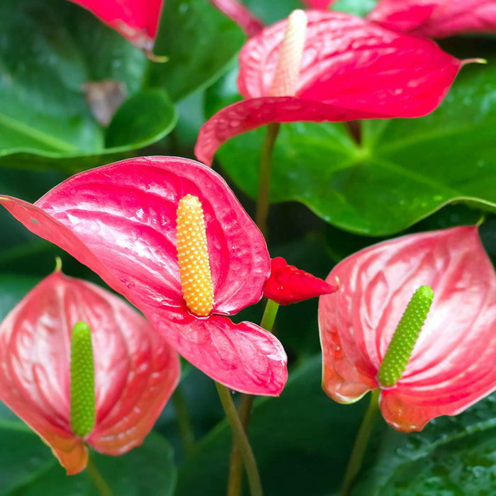 Buy Anthurium andraeanum (Flamingo Flower) online UK