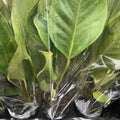 Buy Anthurium andraeanum (Flamingo Flower) online UK