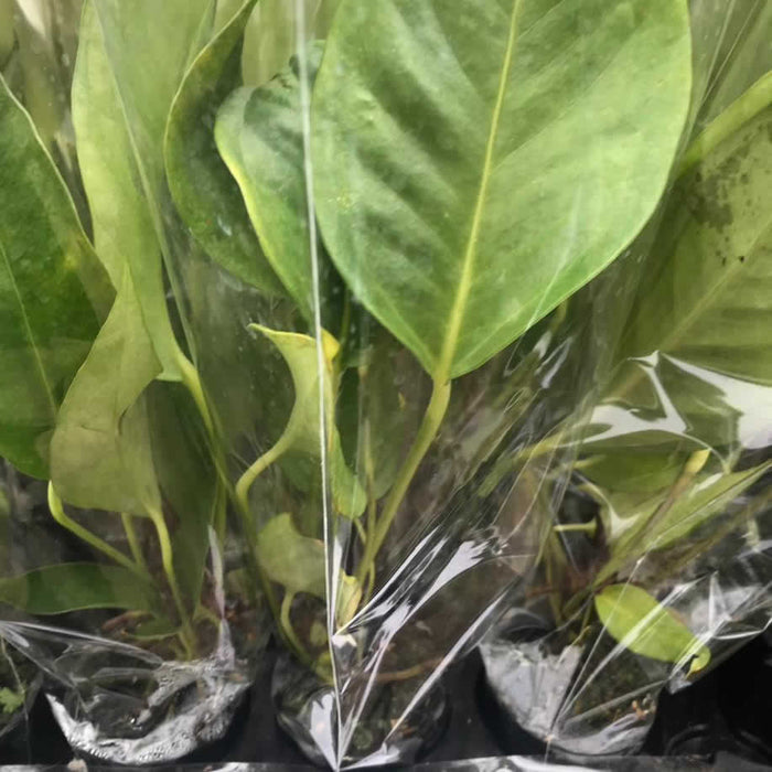 Buy Anthurium andraeanum (Flamingo Flower) online UK