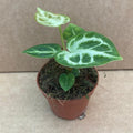 Buy Anthurium 'Silver Blush' online UK