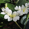 Buy Aponogeton distachyos (Water hawthorn) online UK