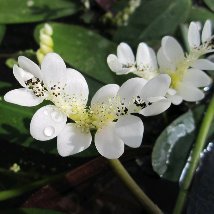 Buy Aponogeton distachyos (Water hawthorn) online UK