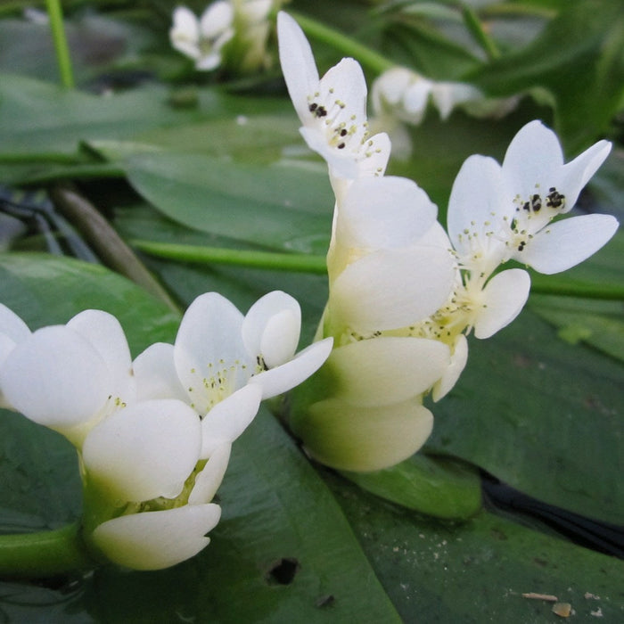 Buy Aponogeton distachyos (Water hawthorn) online UK