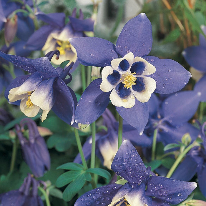 Buy Aquilegia 'Spring Magic Blue & White' online UK