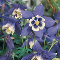 Buy Aquilegia 'Spring Magic Blue & White' online UK