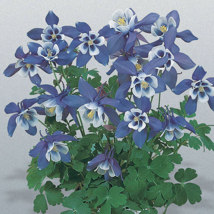 Buy Aquilegia 'Spring Magic Blue & White' online UK