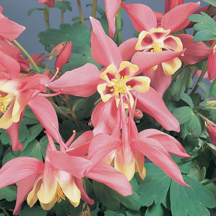 Buy Aquilegia 'Spring Magic Rose & Ivory' online UK