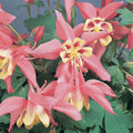 Buy Aquilegia 'Spring Magic Rose & Ivory' online UK