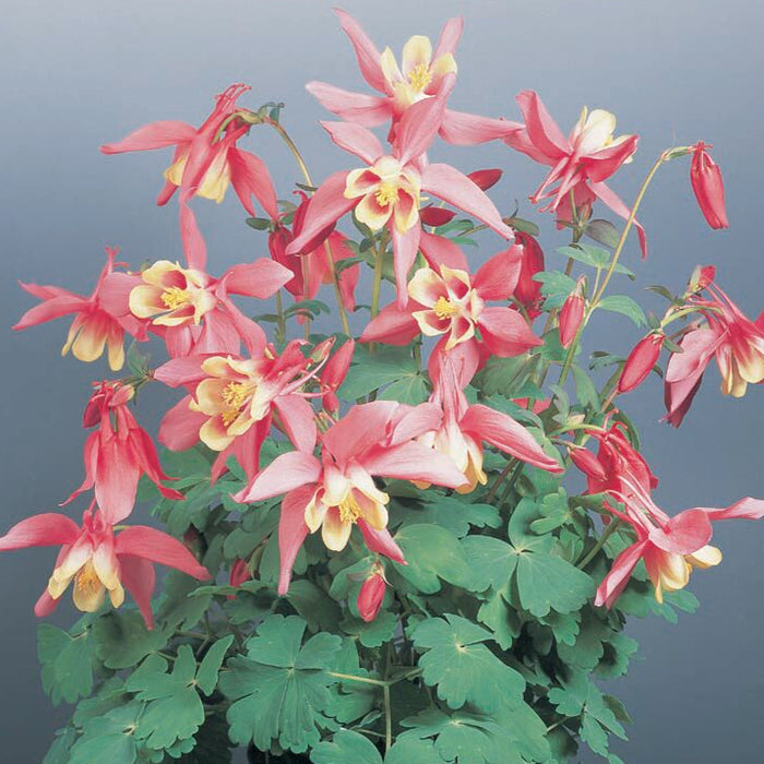 Buy Aquilegia 'Spring Magic Rose & Ivory' online UK