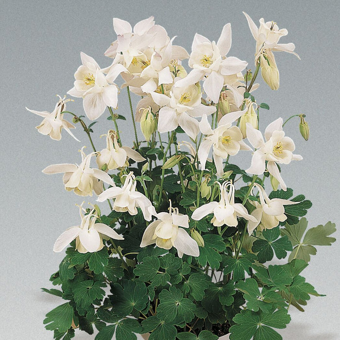 Buy Aquilegia 'Spring Magic White' online UK
