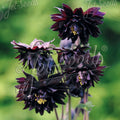 Buy Aquilegia vulgaris var. stellata 'Black Barlow' (Barlow Series) online UK