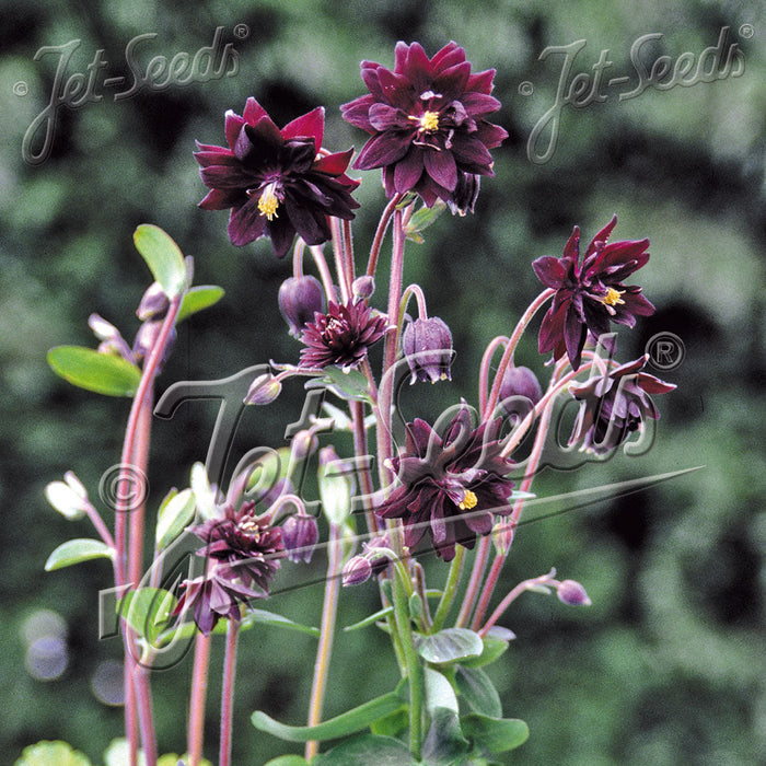 Buy Aquilegia vulgaris var. stellata 'Black Barlow' (Barlow Series) online UK