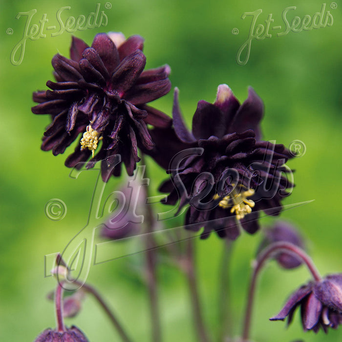 Buy Aquilegia vulgaris var. stellata 'Black Barlow' (Barlow Series) online UK