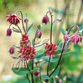 Buy Aquilegia vulgaris var. stellata 'Bordeaux Barlow' (Barlow Series) online UK