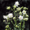 Buy Aquilegia vulgaris var. stellata 'Green Apples' online UK