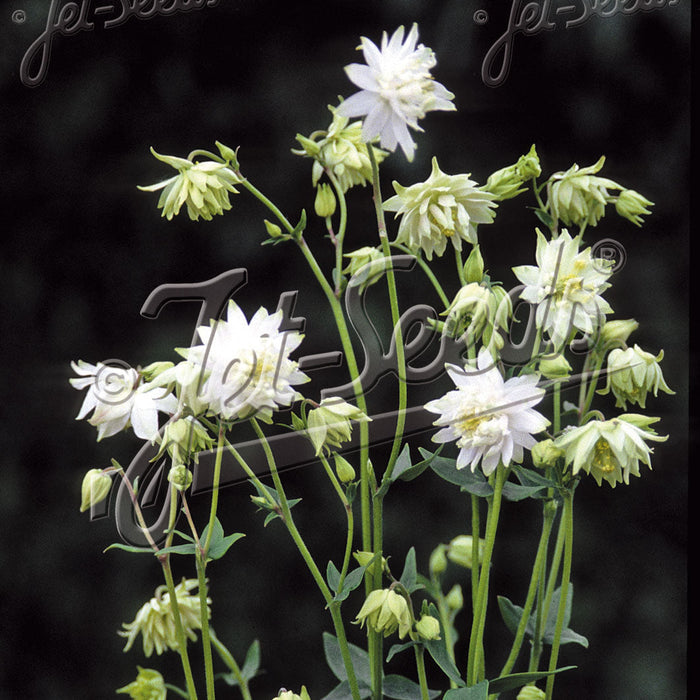 Buy Aquilegia vulgaris var. stellata 'Green Apples' online UK