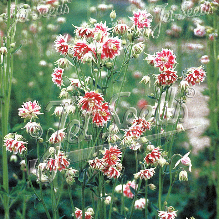 Buy Aquilegia vulgaris var. stellata 'Nora Barlow' (Barlow Series) online UK