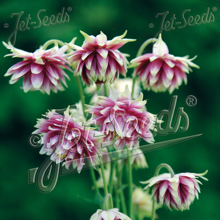 Buy Aquilegia vulgaris var. stellata 'Nora Barlow' (Barlow Series) online UK