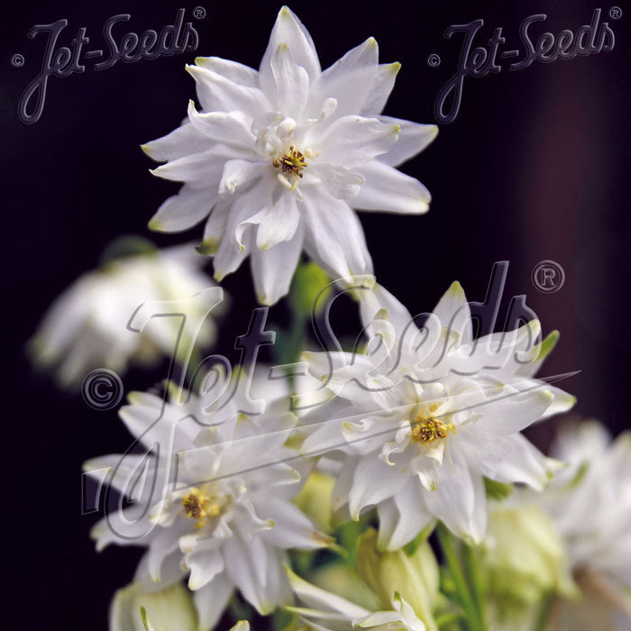 Buy Aquilegia vulgaris var. stellata 'White Barlow' (Barlow Series) online UK