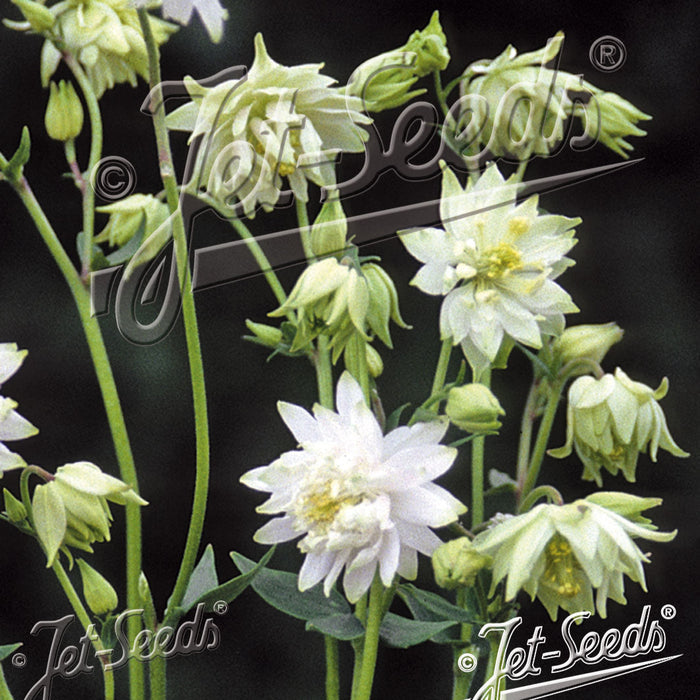 Buy Aquilegia vulgaris var. stellata 'White Barlow' (Barlow Series) online UK