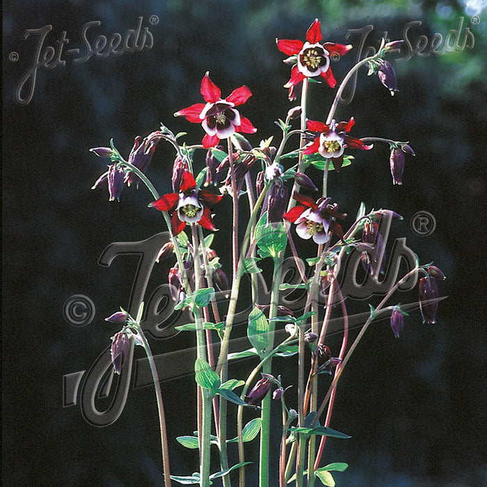 Buy Aquilegia vulgaris 'William Guiness' online UK