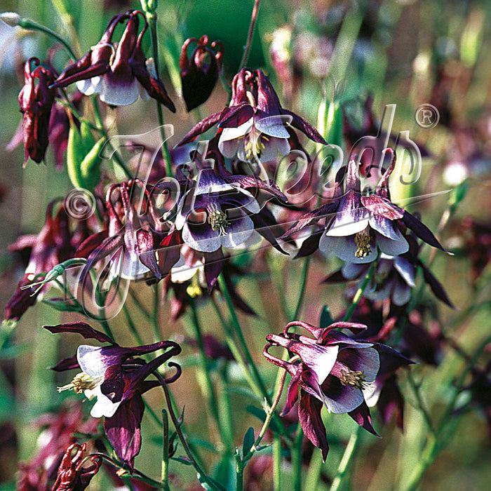 Buy Aquilegia vulgaris 'William Guiness' online UK