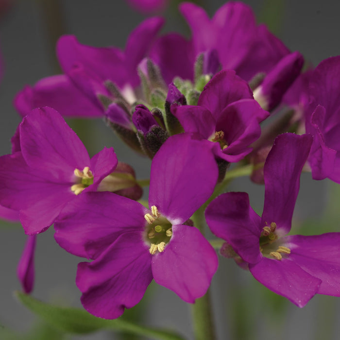 Arabis blepharophylla 'Rose Delight'