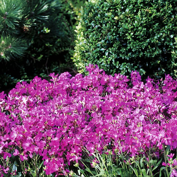 Arabis blepharophylla 'Rose Delight'