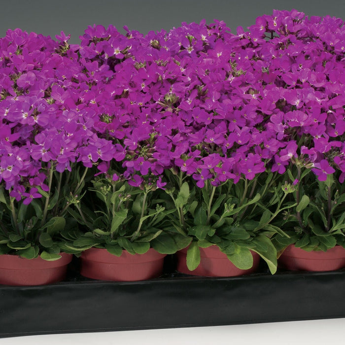 Arabis blepharophylla 'Rose Delight'