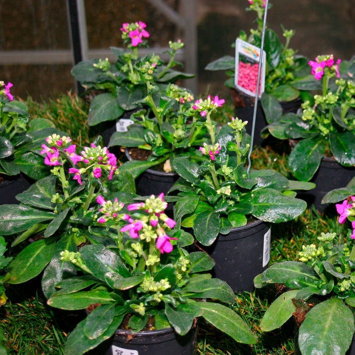 Arabis blepharophylla 'Rose Delight'