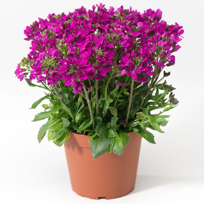 Arabis blepharophylla 'Rose Delight'