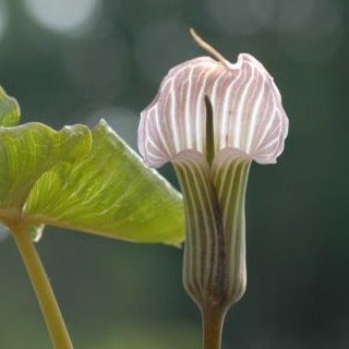 Buy Arisaema candidissimum (White-spathed Jack-in-the-pulpit) Tubers online UK
