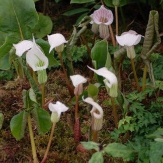 Buy Arisaema candidissimum (White-spathed Jack-in-the-pulpit) Tubers online UK