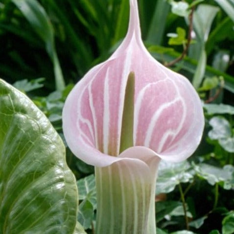 Buy Arisaema candidissimum (White-spathed Jack-in-the-pulpit) Tubers online UK