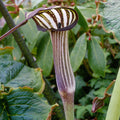 Buy Arisaema concinnum (Chinese Cobra Lily) Tubers online UK