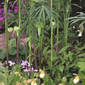 Buy Arisaema consanguineum (Himalayan Cobra Lily) Tubers online UK