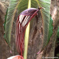 Buy Arisaema costatum (Ribbed Cobra Lily) Tubers online UK