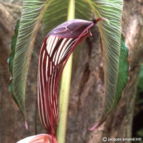 Buy Arisaema costatum (Ribbed Cobra Lily) Tubers online UK