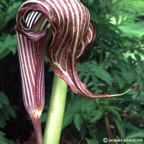 Buy Arisaema fargesii (Farge's Cobra Lily) Tubers online UK