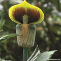 Buy Arisaema flavum (Yellow Cobra Lily) Tubers online UK
