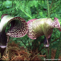 Buy Arisaema griffithii (Griffith's Cobra Lily) Tubers online UK