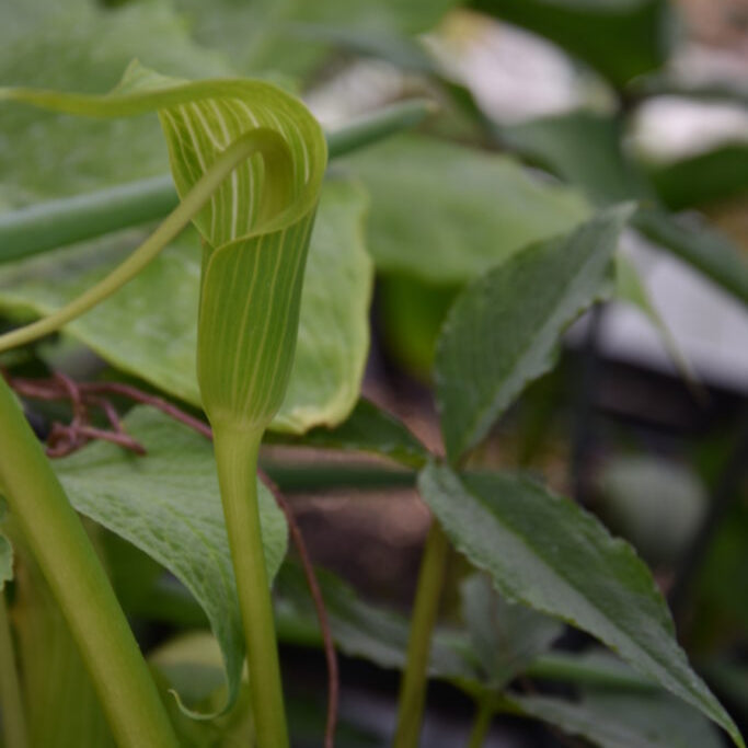 Buy Arisaema intermedium Tubers online UK