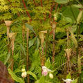 Buy Arisaema nepenthoides Tubers online UK
