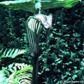 Buy Arisaema propinquum (Wallach's Cobra Lily) Tubers online UK
