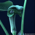 Buy Arisaema ringens (Japanese Cobra Lily) Tubers online UK