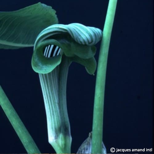 Buy Arisaema ringens (Japanese Cobra Lily) Tubers online UK