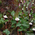 Buy Arisaema sikokianum (Japanese Cobra Lily) Tubers online UK