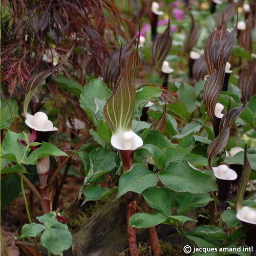 Buy Arisaema sikokianum (Japanese Cobra Lily) Tubers online UK